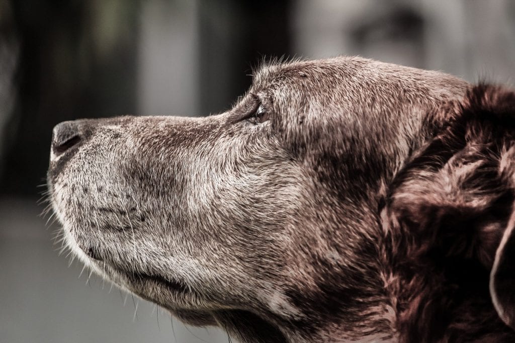 Caring for Your Elderly Canine