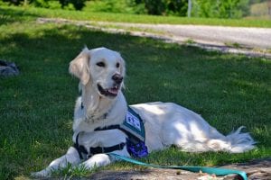 On Raising Puppies to Become Service Dogs