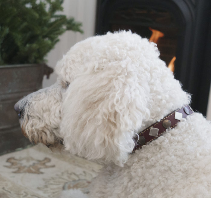 white dog in front of fireplace wearing burgundy Heirloom Studded Collar