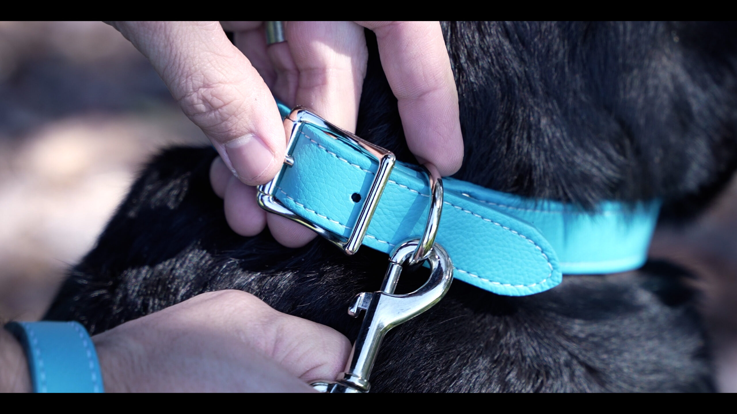Personalized Blue Italian Leather Dog Collar - Large