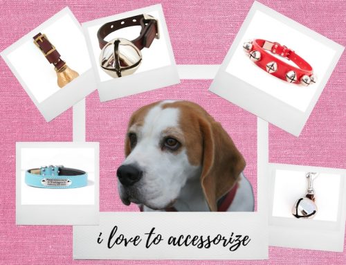Stylish & Functional Dog Collar Accessories