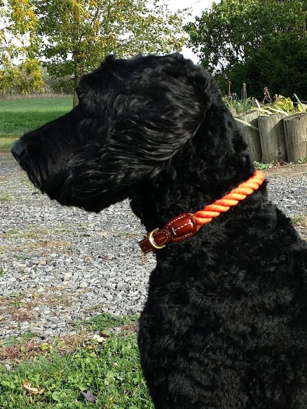 large black dog named abe wearing rope dog collar with leather