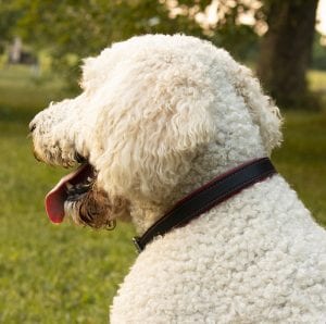 padded red black high quality dog collars on large white poodle