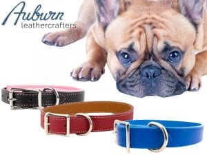 a pug must choose a puppy dog collar from auburn leathercrafters