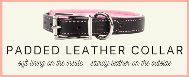 soft lining padded leather puppy dog collar is very comfortable