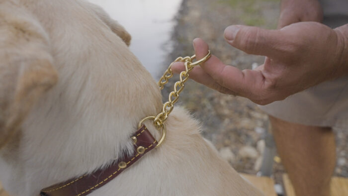 dog wearing Lake Country Adjustable Martingale showing chain being held