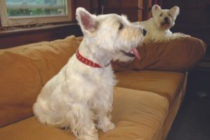 dog collar material white dog sitting on couch wearing studded red dog collar