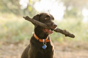 Best Dog Collars for Large Dogs brown dog carrying stock
