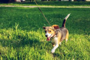 training leashes beagle on leash