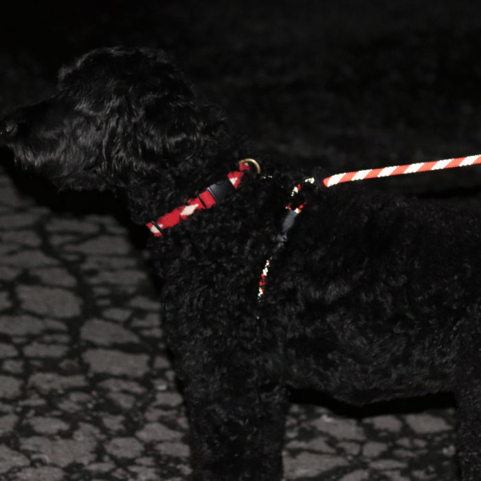black dog wearing Auburn Leathercrafters' reflective red convertible harness leash at night