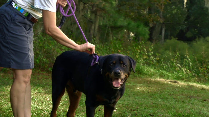 black dog wearing Auburn Leathercrafters' reflective lavender convertible harness leash