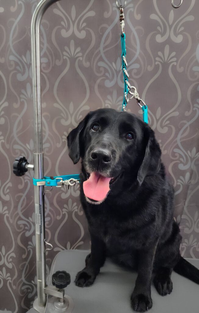 A happy black Labrador Retriever on a grooming table with Sparky's Choice Grooming Restraints in teal