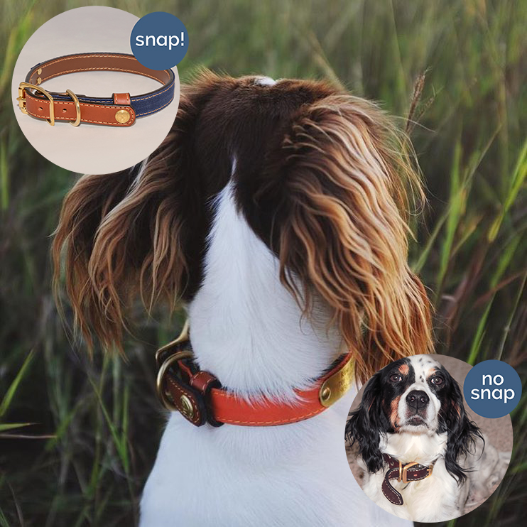 dog with collar and snap vs no snap bubbles exemplifying collar with and without tail snap