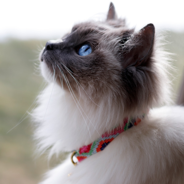 Cat Collars - Auburn Leathercrafters
