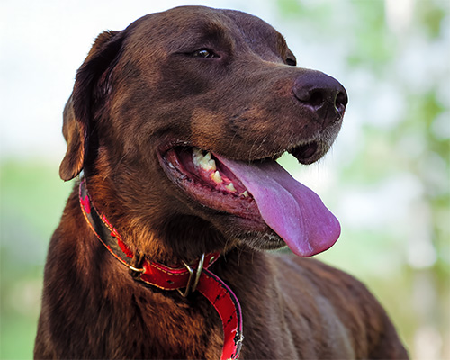 Check your dog's collar regularly for wear and fit. This dog's collar is peeling and split, but not all damage is quite so easy to see without a closer inspection.