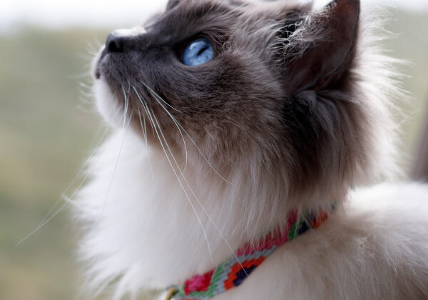 Cat Collars