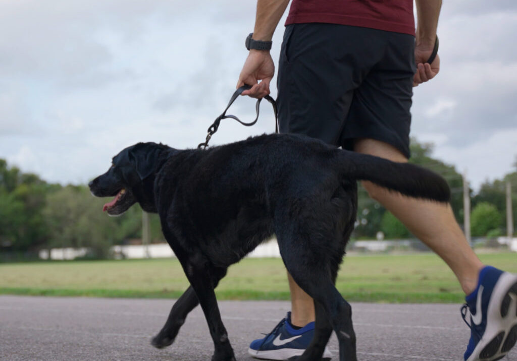 Burgundy Two-Handled Braided Leash being used