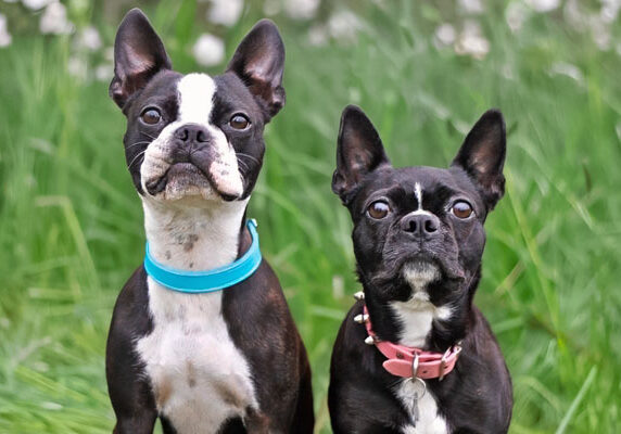 Auburn Leathercrafters Dog Collars: Two small terrier dogs, sitting in tall green grass, wear blue and pink Auburn collars