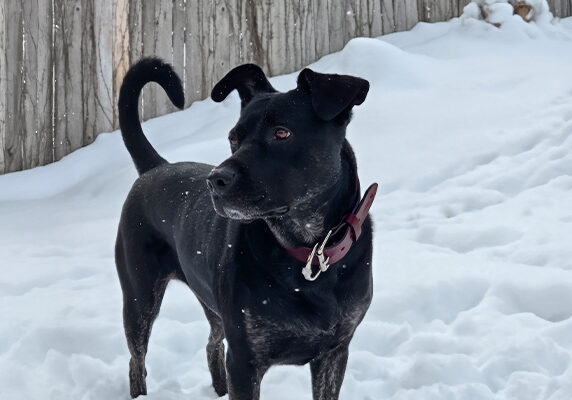 Tuff Stuff Dog Collars: A black Pit Bull wearing a burgundy Auburn Leathercrafters Tuff Stuff collar, standing in the snow