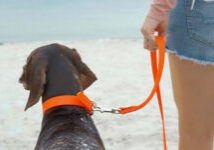 Waterproof BioThane dog leashes: A dog, wearing an Auburn Leathercrafters Sparky's Choice orange collar and leash, and a young woman stand on a beach, looking out over the ocean.