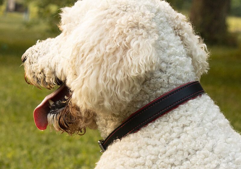 padded red black high quality dog collars on large white poodle