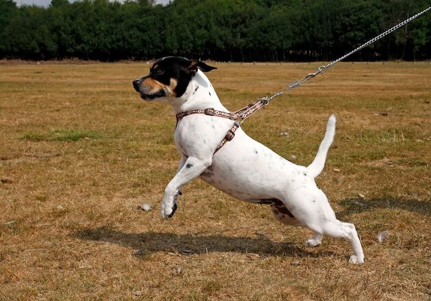 why do dogs pull on the leash when going for a walk